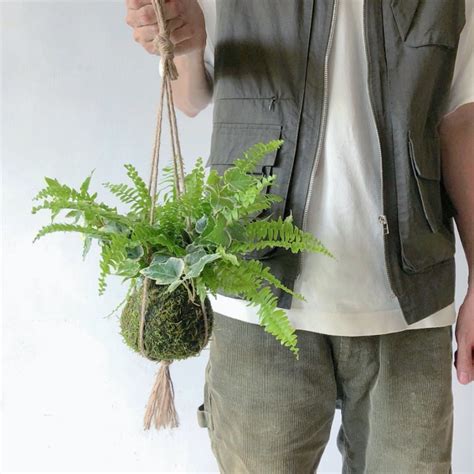 苔蘚澆水|室內植物苔球養護指南大揭秘